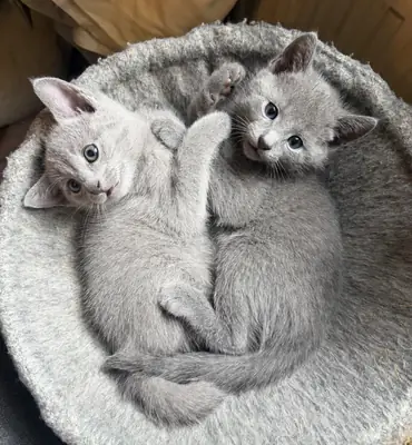 Gorgeous Russian Blue kittens 