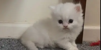 munchkin kitten