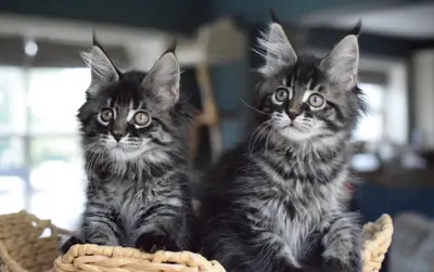 Maine Coon kittens