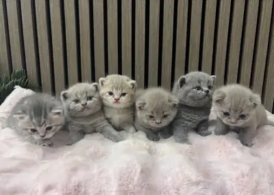 Pure British Shorthair Kittens – Viewings & Deposits Now Being Taken