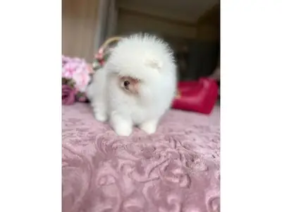 Sevecen ve uyumlu dişi Pomeranian yavru