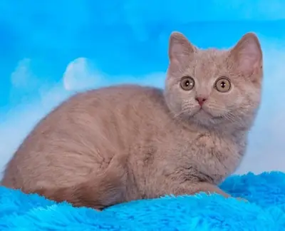 British Shorthair kitten