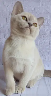 Сharming Lilac Burmese Kitten Archie is Waiting for his Family