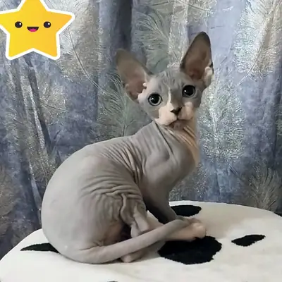 Blue Bicolor — Canadian Sphynx Molly