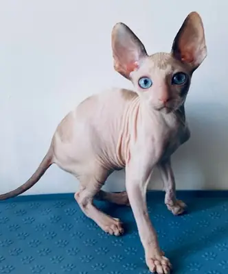 Meet Laska — a charming Cornish Rex 