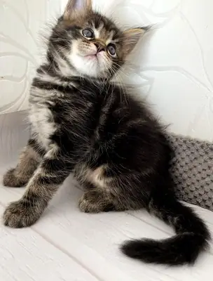 charming black tabby Maine Coon boy
