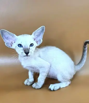 gato oriental de pelo corto
