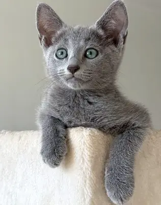 Russian Blue cat 