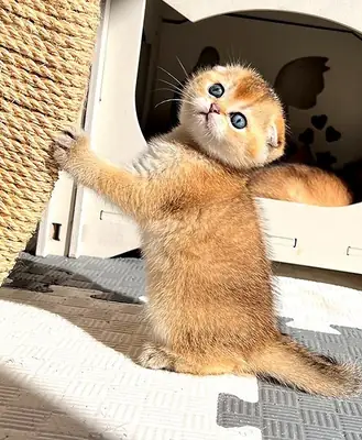 adorable chaton Isabella Scottish Fold