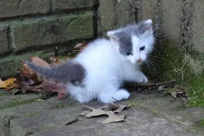 Munchkin kittens