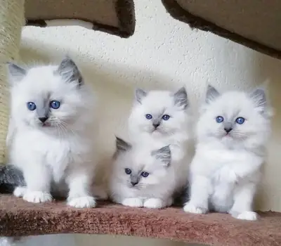 Ragdoll kittens PureBred