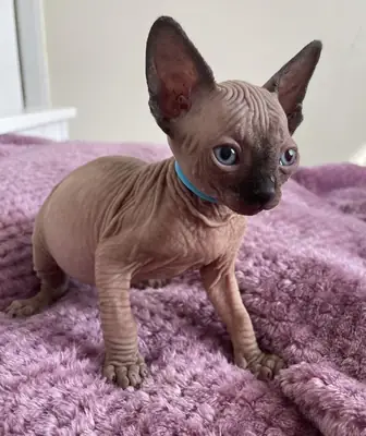 美丽的斯芬克斯猫宝宝