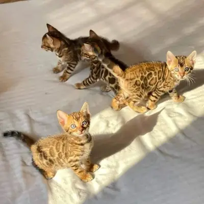 Vet Checked Bengal kittens