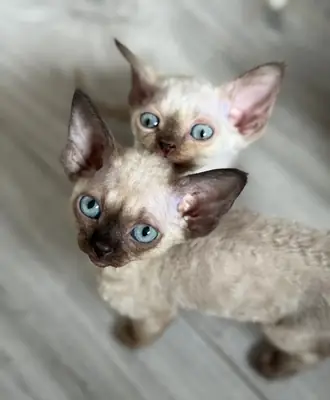 Devon Rex kittens