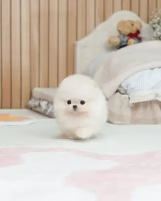 🐾 博美犬幼犬可供领养 🐾