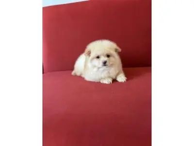 Compact Pomeranian male raised with daily human interaction