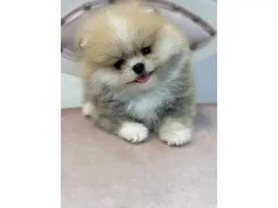 Calm and affectionate Pomeranian female