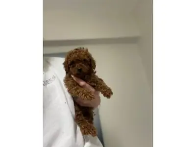 Sweet-tempered Toy Poodle female