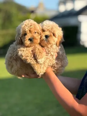 珍贵的卡瓦普犬幼崽层