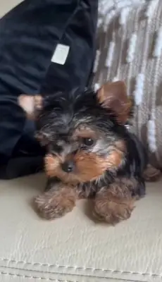 约克夏梗幼犬，公犬和母犬。
