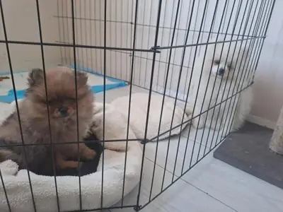 Pomeranian macho pequeño criado dentro del hogar