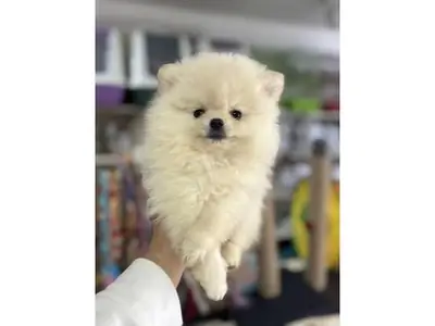 Hembra Pomeranian criada en ambiente familiar