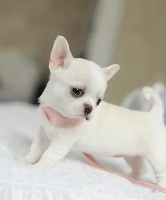 Cachorros de Chihuahua (macho y hembra) en Regalo