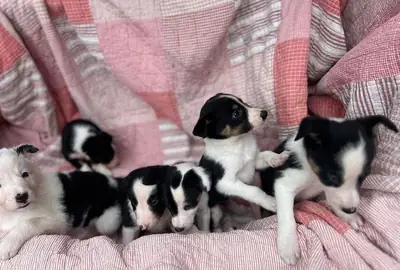 Cachorros Border Collie (macho y hembra) en regalo