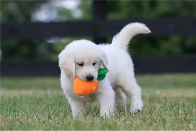 Gift male and female Golden Retriever puppies