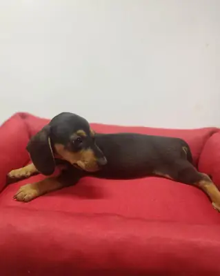 Chiots Teckels mâles et femelles à offrir