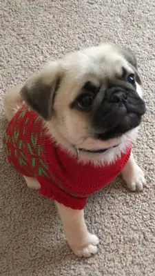 为您的家庭注册AKC巴哥幼犬