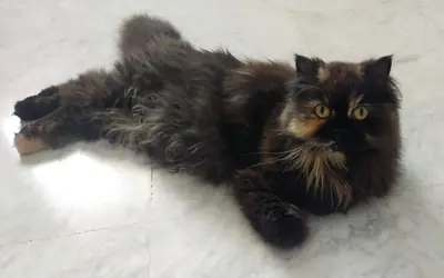 Gata Hediyesi KAYIP