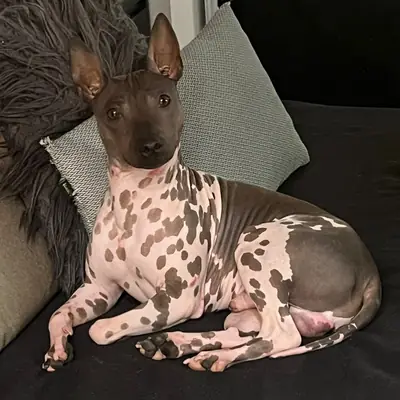 Un terrier nu américain attend une famille aimante à Cottbus.
