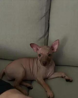 Un terrier americano sin pelo busca un hogar en Darmstadt.