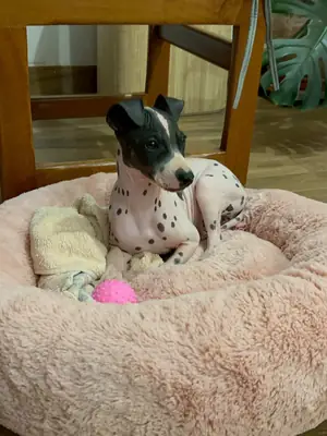 Un alegre terrier americano sin pelo busca un hogar en Erfurt.