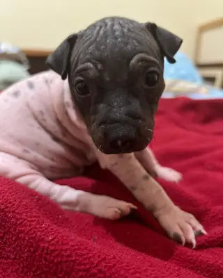 Un terrier americano sin pelo espera en Leipzig.