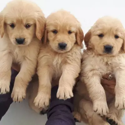 In Basel sucht ein gesunder und liebevoller Golden Retriever seine Familie fürs Leben. Verpasse dies