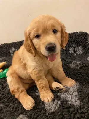 🌟 In Winterthur sucht ein verspielter und treuer Golden Retriever ein dauerhaftes und liebevolles  