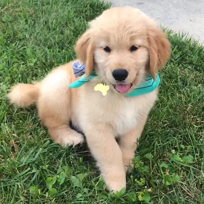 🐕 Ein wunderschöner Golden Retriever wartet in St. Gallen auf eine Familie