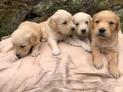 🌿 In Lugano wartet dein neuer vierbeiniger Freund auf dich. Adoptiere einen liebevollen Golden Retr