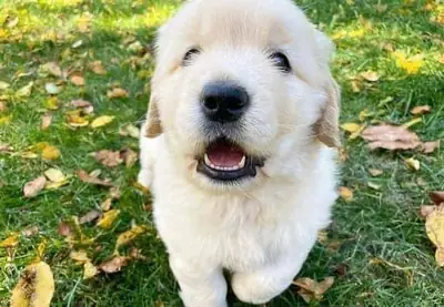 🐾 In Biel/Bienne wartet ein liebevoller Golden Retriever auf seine neue Familie. 