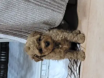 Zeki ve uyumlu erkek Toy Poodle