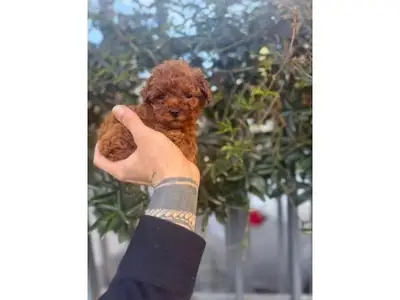 Ev yaşamına uygun dişi Toy Poodle
