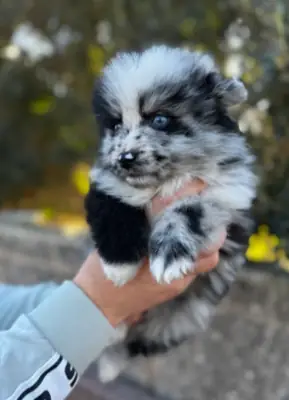 💛 À Esch-sur-Alzette, un adorable Spitz nain