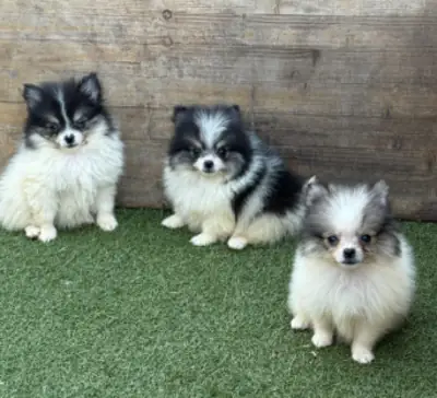 🐾 À Dudelange, un charmant Spitz nain (Poméranien) attend une famille qui lui offrira amour et atte