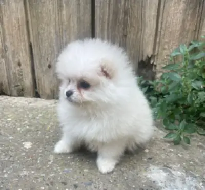 ❤️ Faites entrer le bonheur dans votre maison à Diekirch avec un adorable Spitz nain (Poméranien) pl