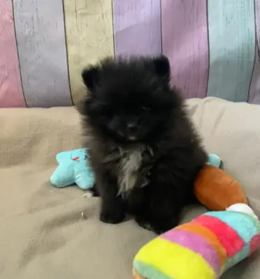 🌟 À Wiltz, un Spitz nain (Poméranien) en parfaite santé recherche une famille aimante pour une vie 