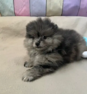🐕 À Grevenmacher, découvrez un superbe Spitz nain (Poméranien) prêt à partager de merveilleux momen