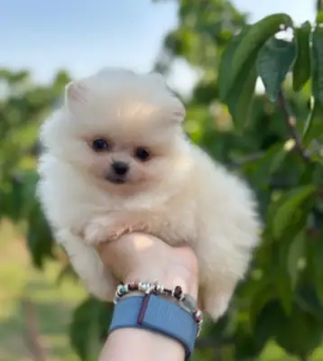 🌿 Votre futur compagnon vous attend à Remich ! Adoptez un adorable Spitz nain (Poméranien) et créez