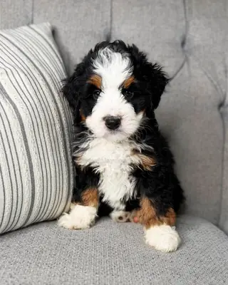 ☀️ Bernedoodle à adopter à Los Angeles !